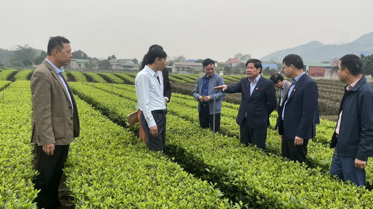 Ông Lê Quốc Doanh, Nguyên Thứ trưởng Bộ Nông nghiệp và PTNT, Chủ tịch Hội làm vườn Việt Nam thăm mô hình sản xuất chè theo tiêu chuẩn hữu cơ tại tỉnh Thái Nguyên